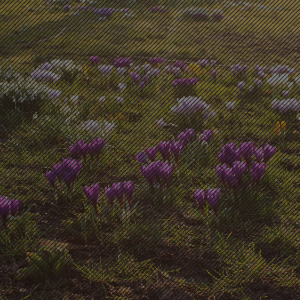 Údržba zahrad - foto